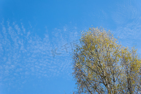 蓬松的云朵和桦树
