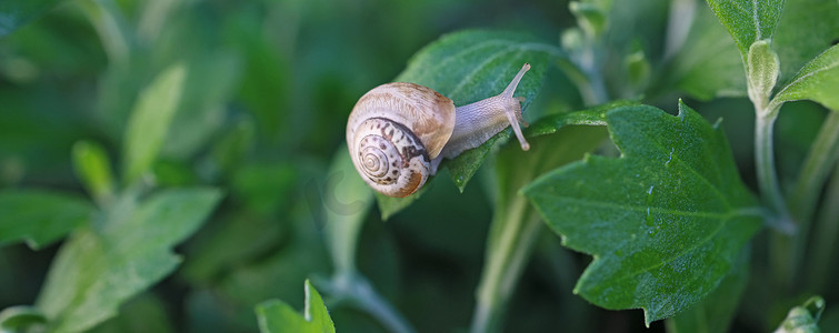 夏日花园里，壳里的小蜗牛在草地上爬行。