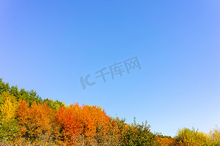 秋天深红色的树叶在蓝天的背景下。