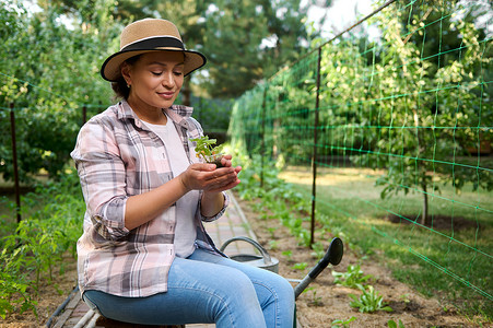 黄瓜施肥摄影照片_农民农艺师持有黄瓜树苗，准备将其种植在有机农场施肥土壤的空地上