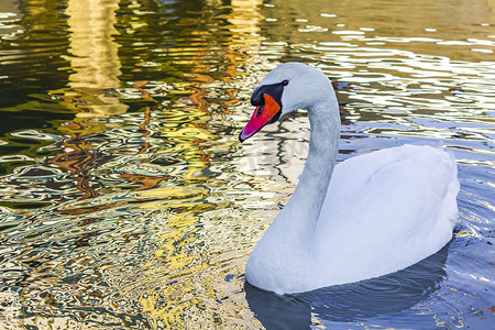 德国不来梅港威悉河上美丽漂亮的白天鹅。