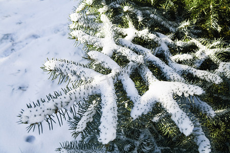 天空和树枝摄影照片_针叶树，有尖锐的刺和积雪的树枝