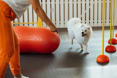 雪白狗在宠物屋与训练师一起训练日本斯皮茨