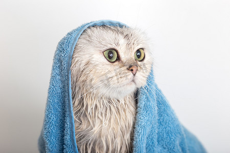 卡通可爱跳马摄影照片_有趣的湿白可爱猫，用蓝色毛巾洗澡后