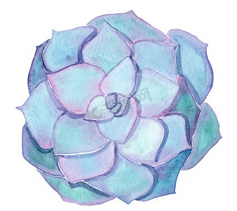 白色背景上孤立的水彩蓝色和紫色肉质 echeveria