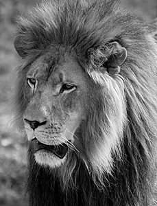 海明福德动物园的狮子