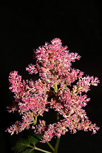 落新妇摄影照片_紫色花开花特写植物背景高品质大尺寸版画落新妇粳科虎耳草科墙海报