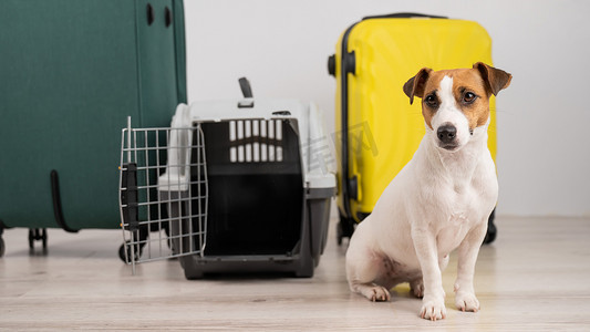 杰克罗素梗犬坐在手提箱和旅行箱旁边。