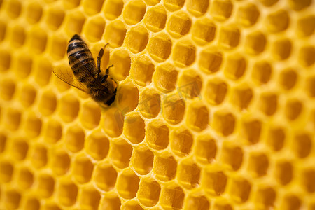 黄色蜜蜂摄影照片_工蜂处理花粉并将蜂蜜泵入蜂巢。
