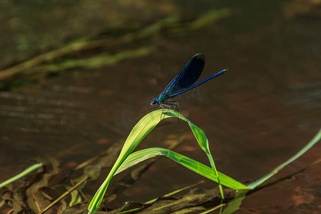 草地上的蓝蜻蜓昆虫