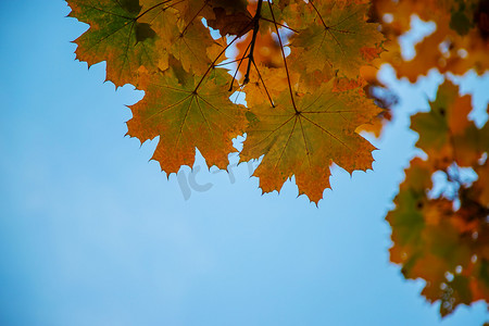 黄色秋季背景摄影照片_秋季背景与金色枫叶，有选择的焦点