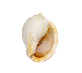 纳西达摄影照片_灰盖螺壳的图像，俗名灰帽或灰帽，是一种大型海蜗牛，是卡西达科海洋腹足动物软体动物，头盔蜗牛和帽蜗牛在白色背景下分离。