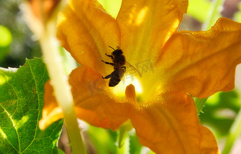 蜜蜂从一朵黄色的大花中采集花粉，在阳光的照耀下呈现出轮廓