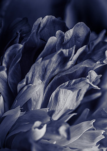 黑牡丹花瓣。