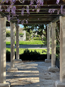紫色柱子摄影照片_凉棚的柱子与紫藤缠绕在一起