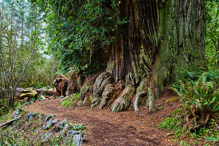陡峭的远足路径围绕着巨大的红杉树丛