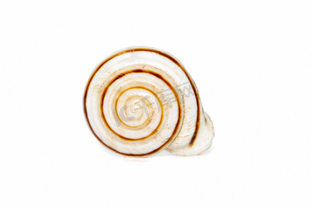 Theba 是呼吸空气的陆地蜗牛的分类属，是真正的蜗牛科 Helicidae 中的中型肺腹足类软体动物。