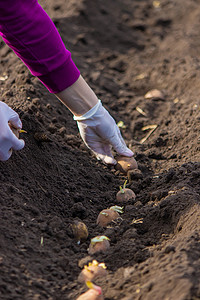 马铃薯种植摄影照片_在地里手工种植马铃薯块茎。