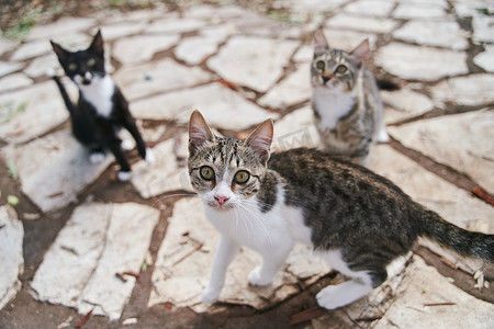 希腊科孚岛街头流浪猫乞讨骑车