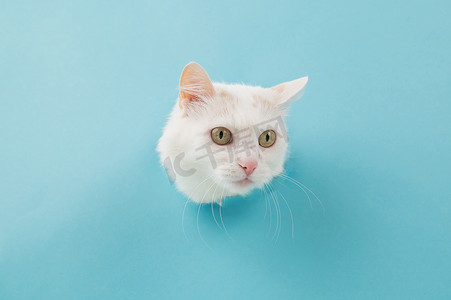 贝拉毛茸茸的猫把头从纸蓝色背景的洞里伸出来。