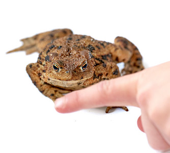 青蛙跳摄影照片_常见的真蟾蜍，身体呈棕色，干燥粗糙的皮肤上有黑点标记，一个人用手指指着白色背景。