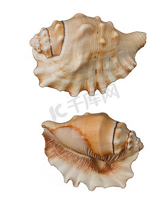 白色背景上天然来源的美丽装饰贝壳，从顶部两侧隔离视野