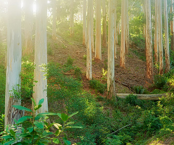 阳光明媚的日子里，山上松树林和茂密的灌木景观。