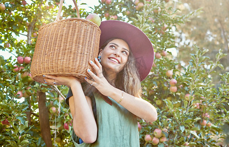 充足的营养摄影照片_一位快乐的农民在阳光明媚的日子里，从下面的可持续果园农场的树上拿着一篮子新鲜采摘的苹果 快乐的农民在季节里收获多汁的营养有机水果