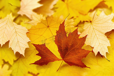 秋天贴纸摄影照片_秋季枫叶的顶视图简约构图