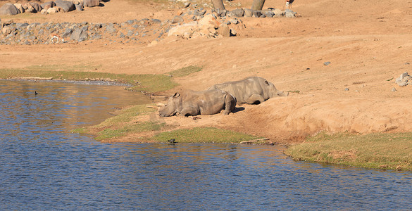 星星长方体摄影照片_白非洲犀牛