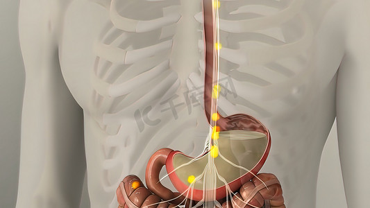 人体插图摄影照片_人体消化系统内脏和胃的解剖