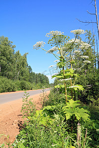 乡村道路附近高高的猪草