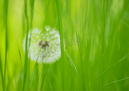 绿色草地上的蒲公英花