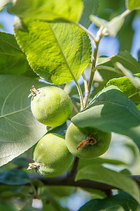 树枝上未成熟苹果的绿色果实