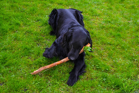 平毛猎犬在绿草上玩耍和咬棍子