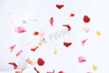 花瓣摄影照片_白色背景上粉红色花瓣的模糊图像。带有文本位置的照片