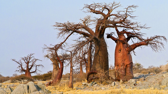 卡迪拉克摄影照片_猴面包树，马卡迪卡迪潘斯国家公园，博茨瓦纳
