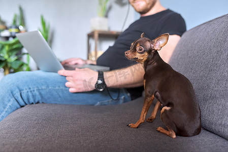 小狗玩具梗看着相机，男宠物主人坐在沙发上，带着笔记本电脑