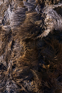 棕色鸵鸟羽毛和羽绒