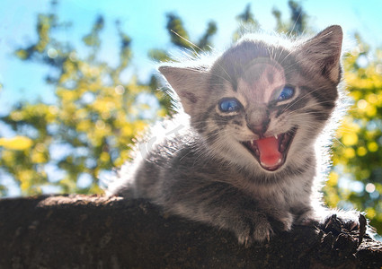 绿树和天空背景下，一只蓝眼睛的灰色毛茸茸的小猫在树枝上惊恐地喵喵叫