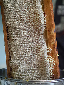 蜜蜡摄影照片_养蜂人在家中从蜂巢中提取和滴下有机蜂蜜