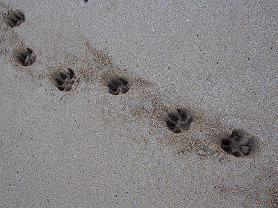 沙子里的狗爪印线