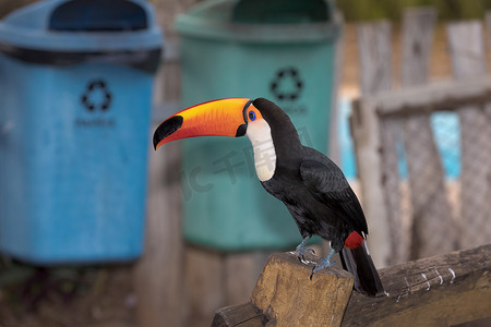 巴西南马托格罗索州，一只托科巨嘴鸟栖息在垃圾箱附近。