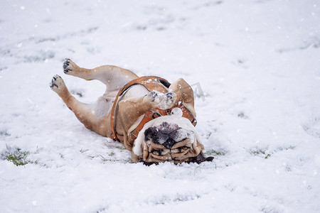 冬日，身着橙色吊带的滑稽红色英国斗牛犬躺在雪地上散步