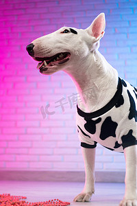 一只穿着斑点狗衣服的白色斗牛犬靠在霓虹粉色和蓝色色调的砖墙上