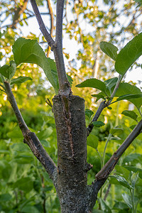 长满形成层的茎，去年春天嫁接在苹果树的树枝上。