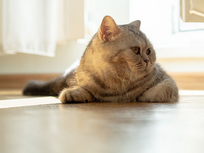 侧面猫摄影照片_猫躺在地板上，目光转向侧面，一束阳光从窗户射进来