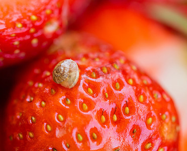 红色小草莓摄影照片_红色开胃草莓上小蜗牛的宏观照片