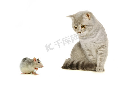 猫和老鼠里的狗摄影照片_白色的灰色苏格兰猫和老鼠