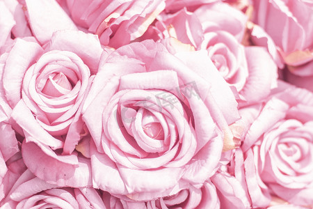 选择焦点美丽的粉红色花朵背景。
